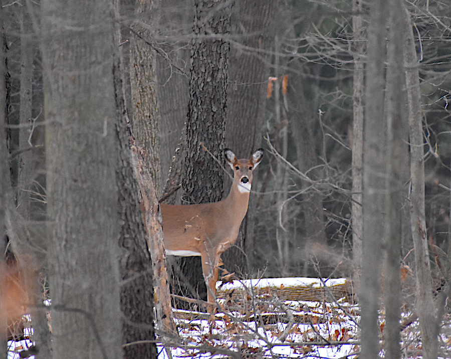East Lansing Parks and Rec Director Talks Deer Management