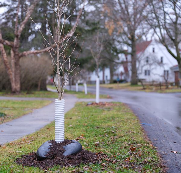 City Seeks to Work with Residents on Tree Plantings in East Lansing