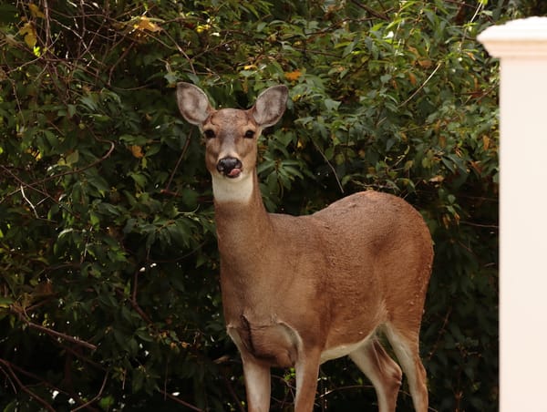 Council Floats Regional Strategy Following Deer Management Presentation